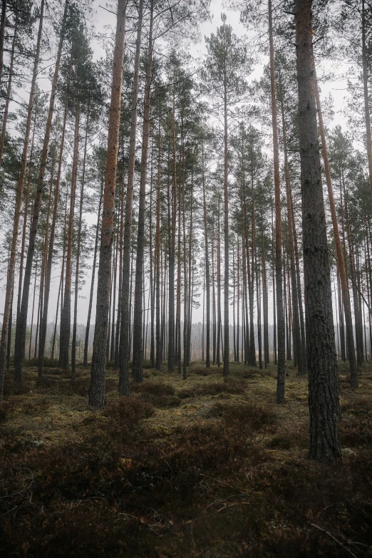 the trees are all the way through the field