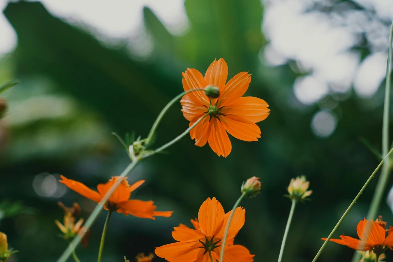 a close up image of a cluster of orange flowers