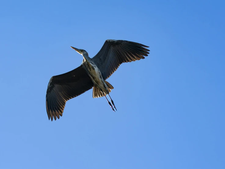 large bird flying in the blue sky holding a stick