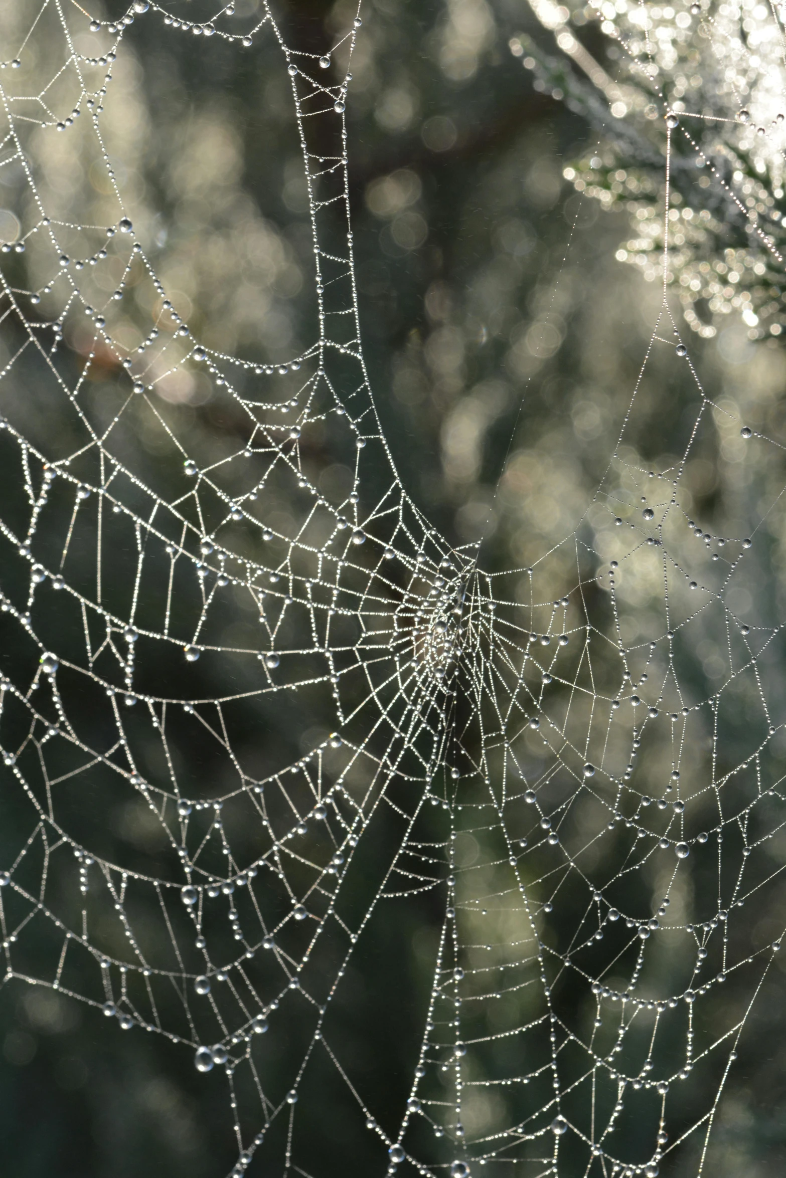 there is some rain on a web with some water drops