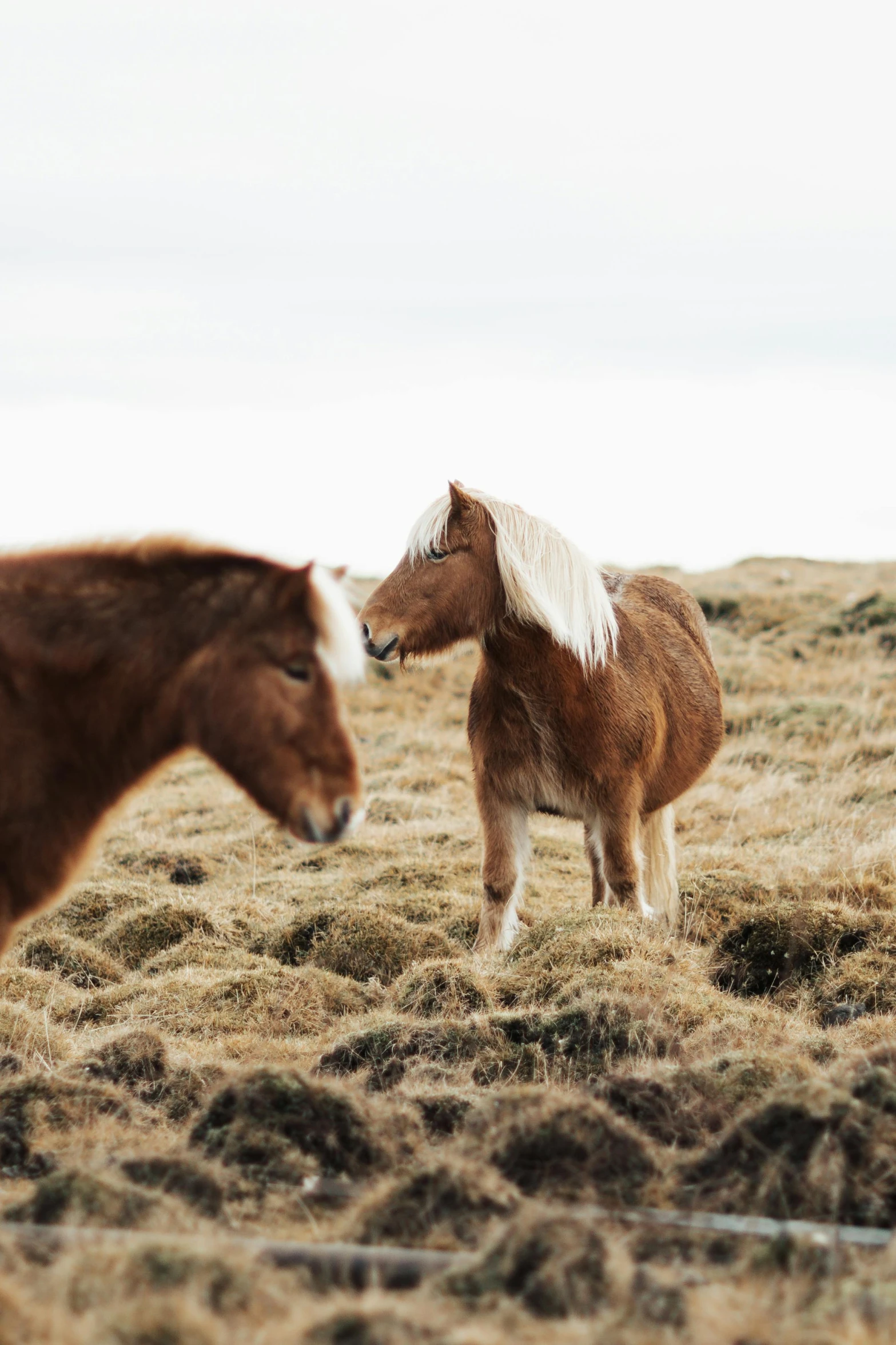 two horses face each other in the field