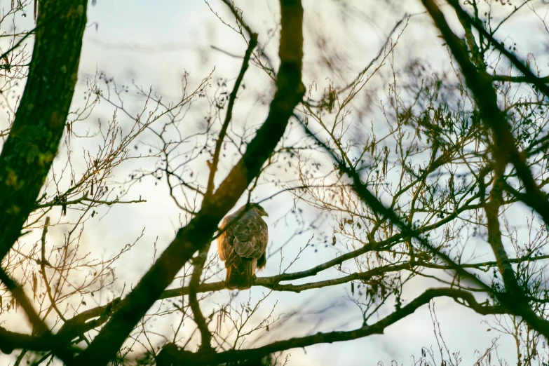 the owl is sitting on the nch of the tree