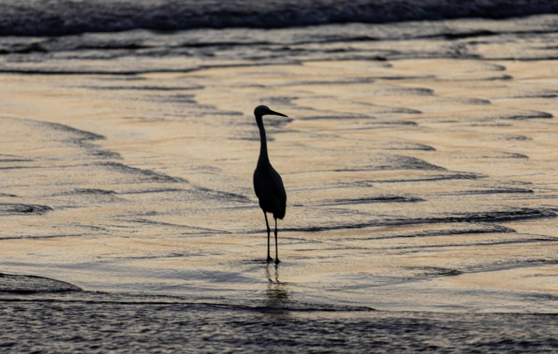 a bird standing in the ocean at sunset