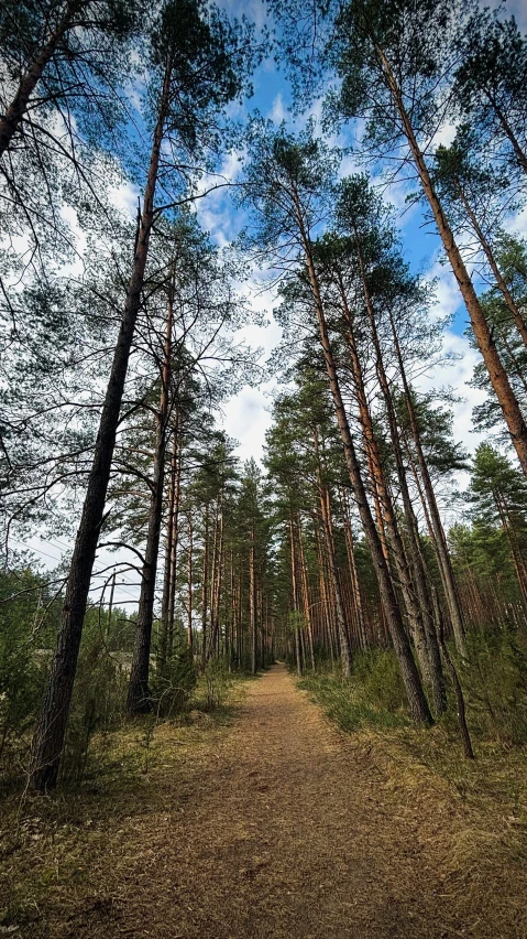 a path going through a forest lined with tall pine trees
