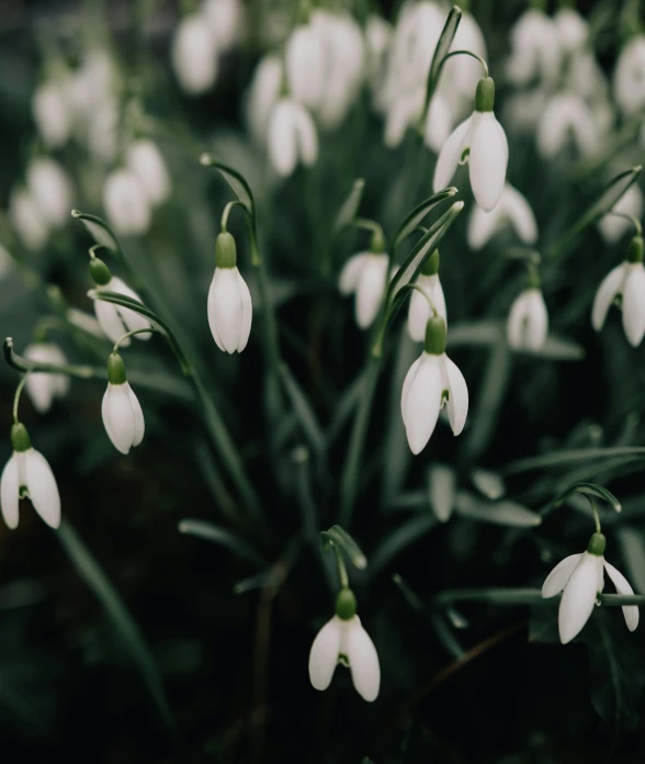 a white plant filled with white flowers in a forest