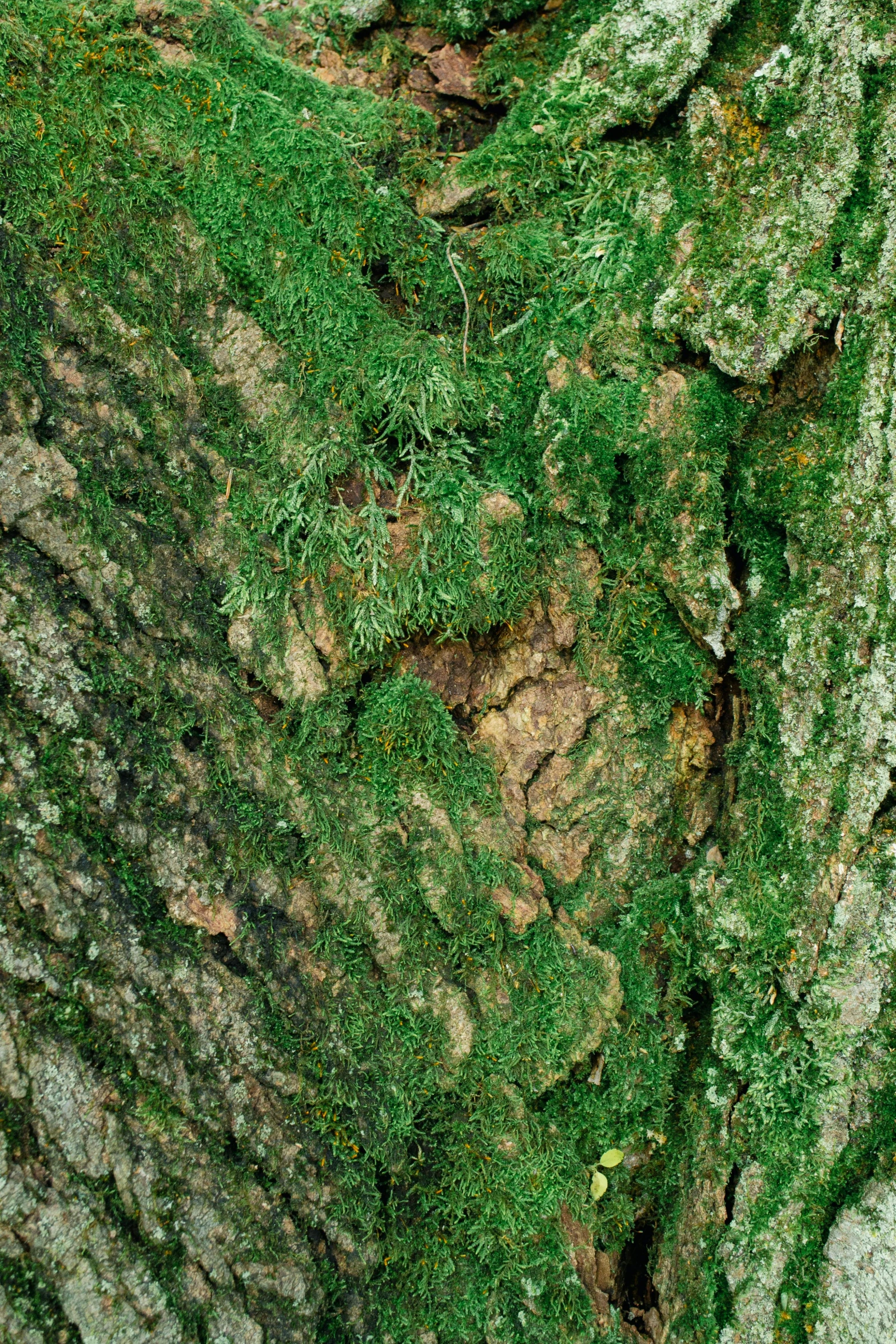 moss growing over a stone wall