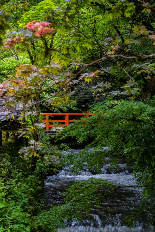 a bridge in the forest over a small stream