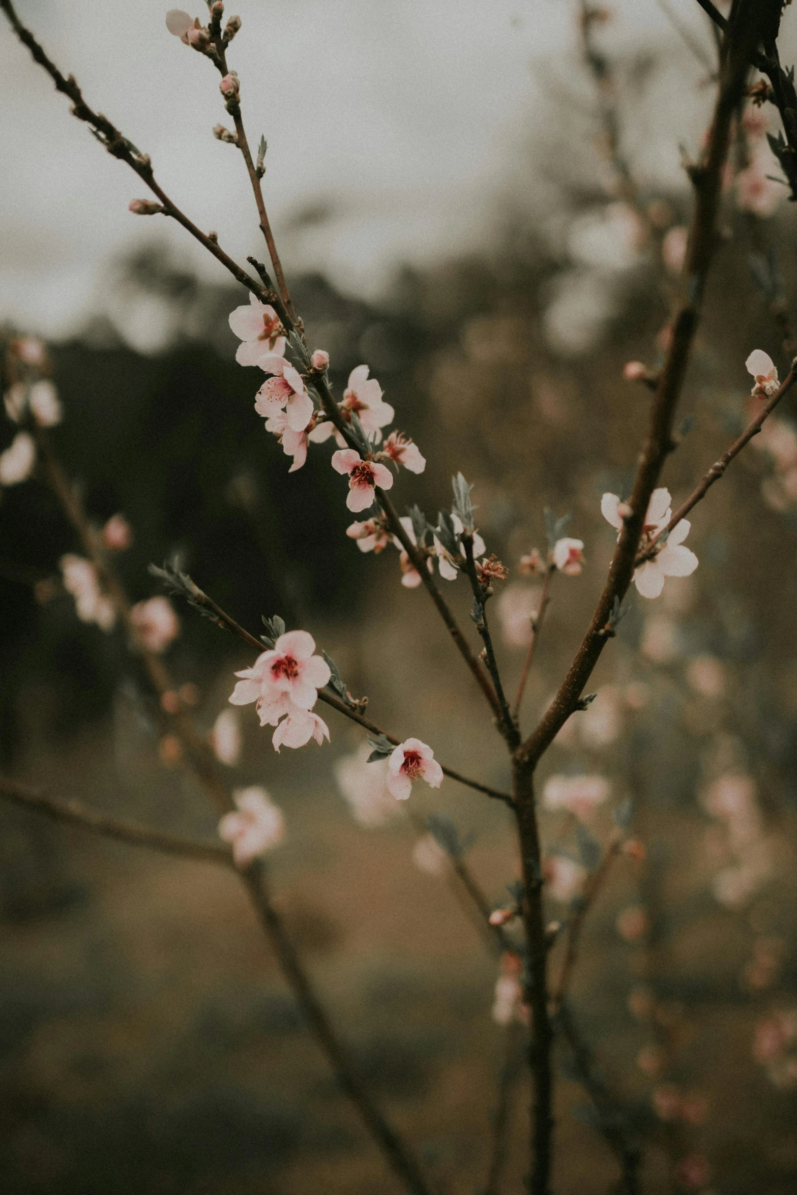 a bunch of blossoming nches with small pink flowers