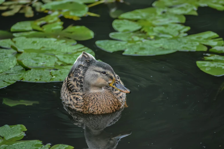 a bird is floating on water with lily pads