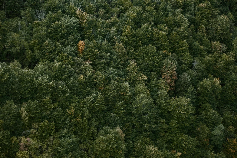 a po of a forest looking down from the sky