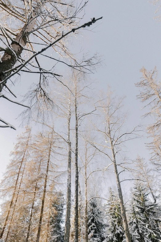 many trees are near one another in the snow