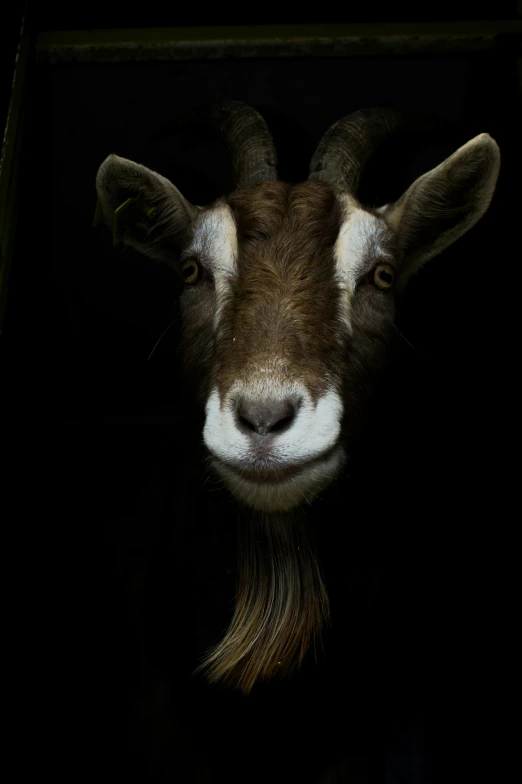 an adult goat has its face tilted down