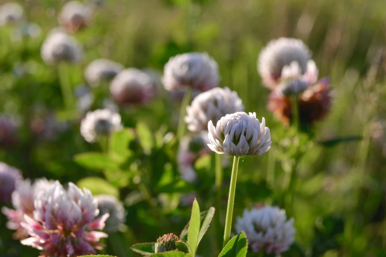 some white and pink flowers are in the middle of a field