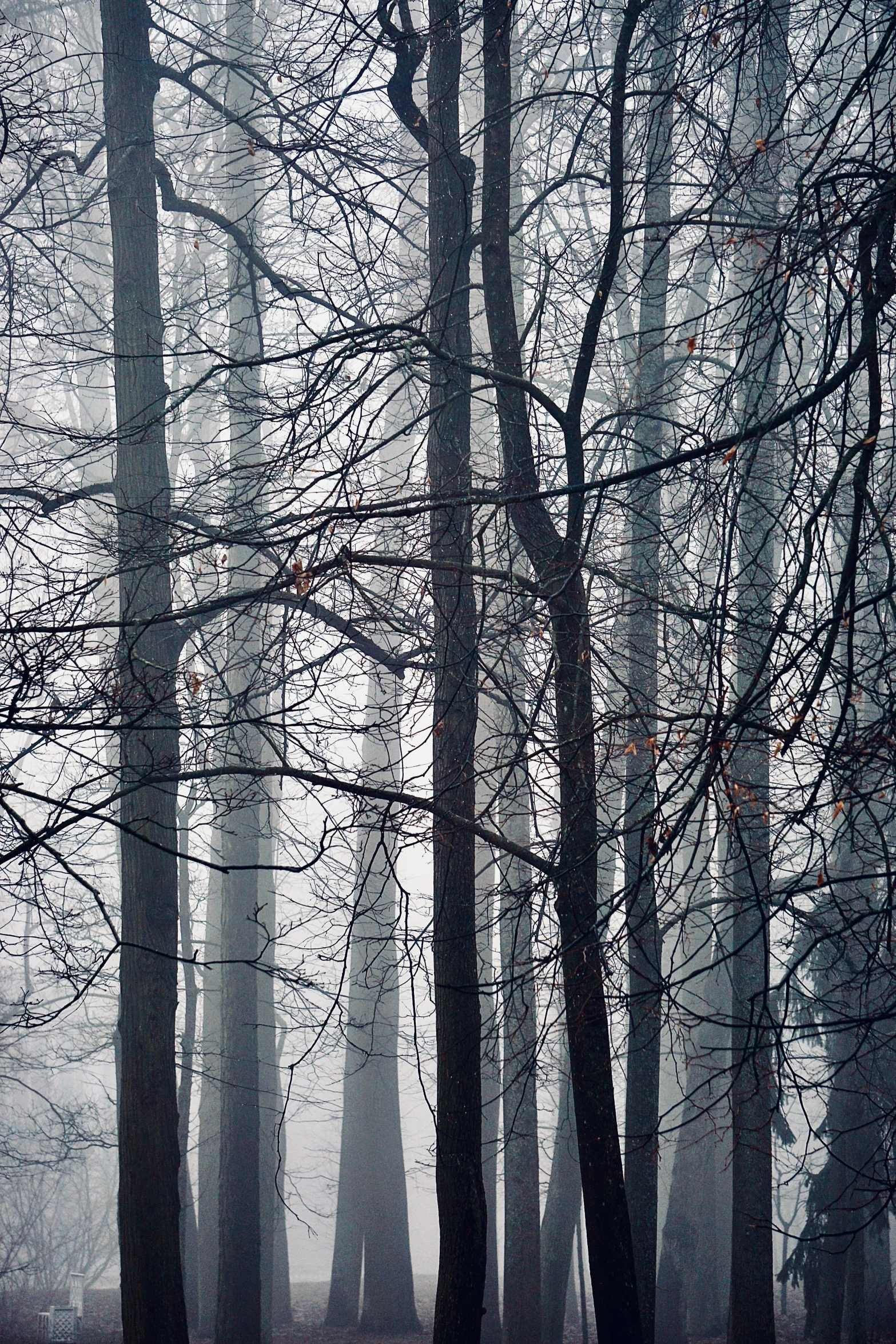 a bench sits in front of a group of trees on a foggy day