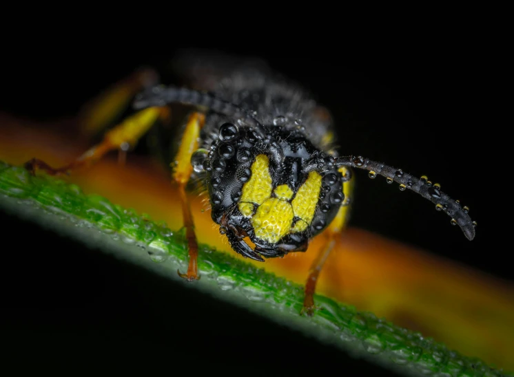 a yellow and black insect sitting on top of a green leaf