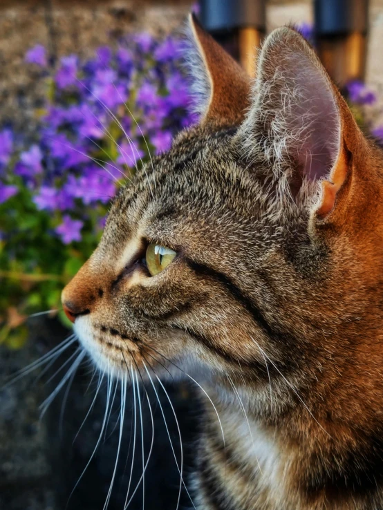 a cat sitting by flowers looking at the sky