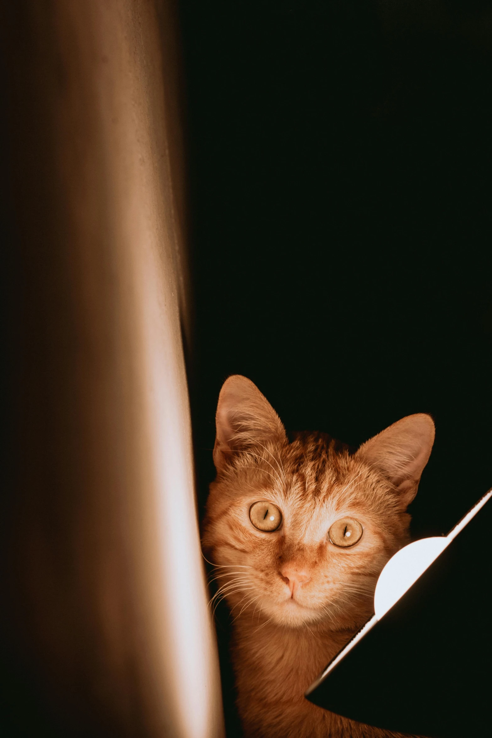 a small cat looking up while holding a laptop computer