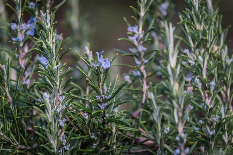 blue flowers are in bloom near some green bushes