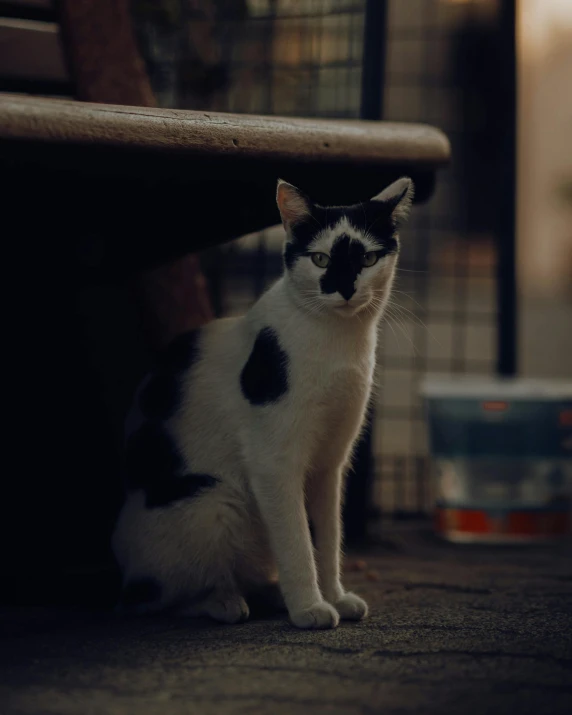 the cat is sitting under the side of the bench