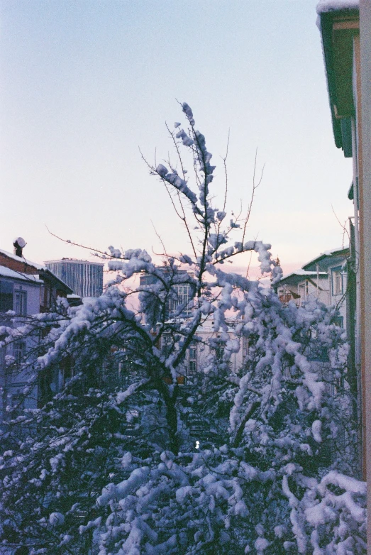 snow covered shrub in wintertime setting looking down