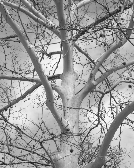 a black and white pograph of a tree with many nches