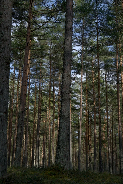 a forest filled with lots of tall trees