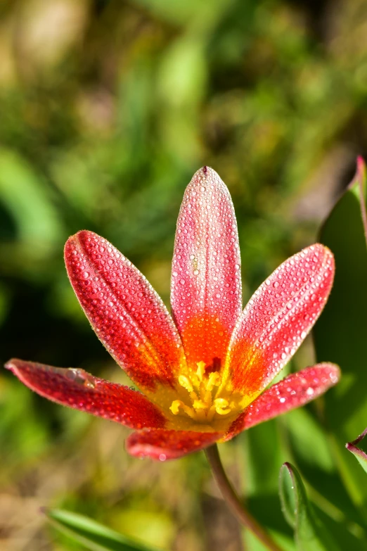 the small flower is covered with drops of water