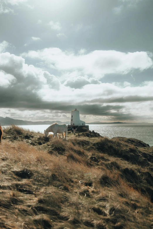 two horses are in the grass by the water