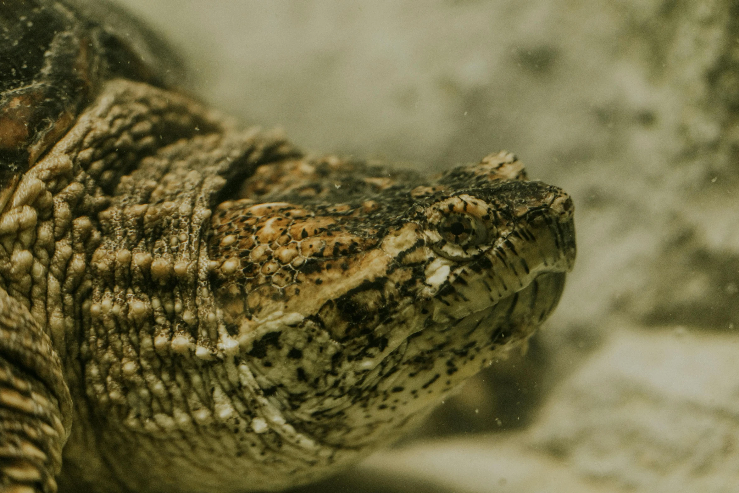 an older alligators face with a white spot at the top