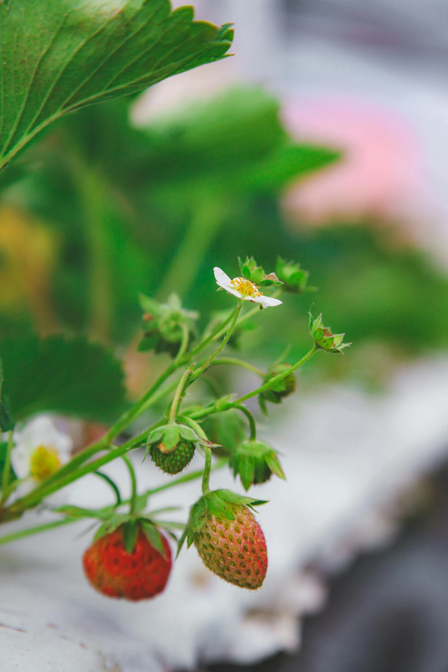 strawberrys that are growing on a nch together