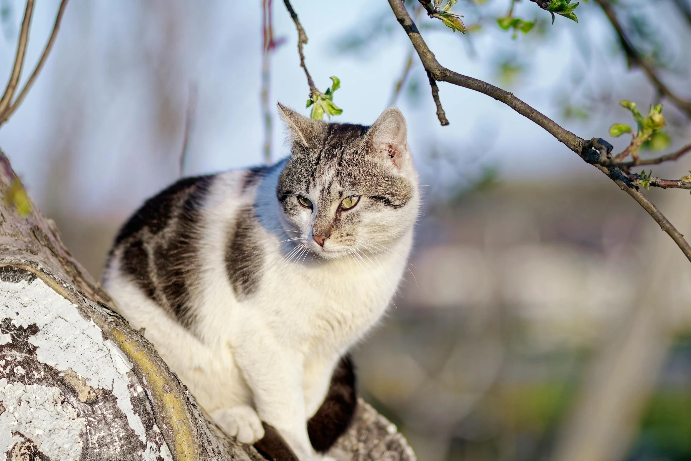 cat sitting on tree nch with green buds