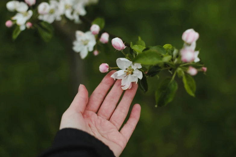 hand reaching out to reach flower on tree