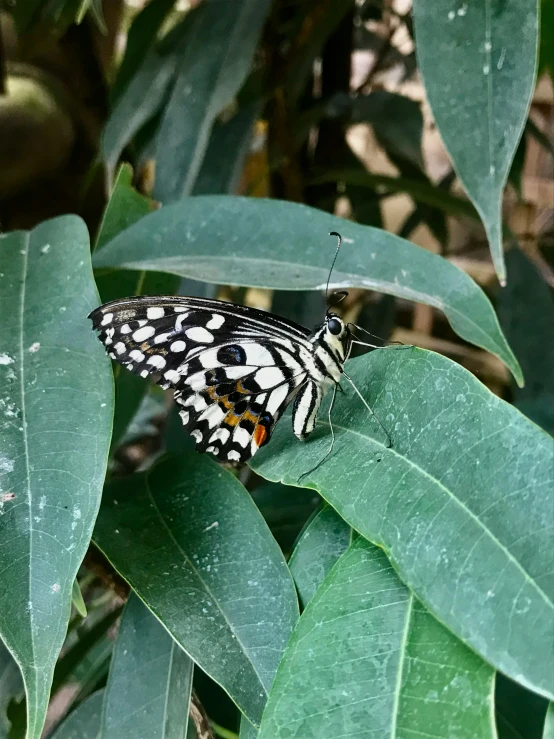 a erfly with long white stripes rests on a green leaf