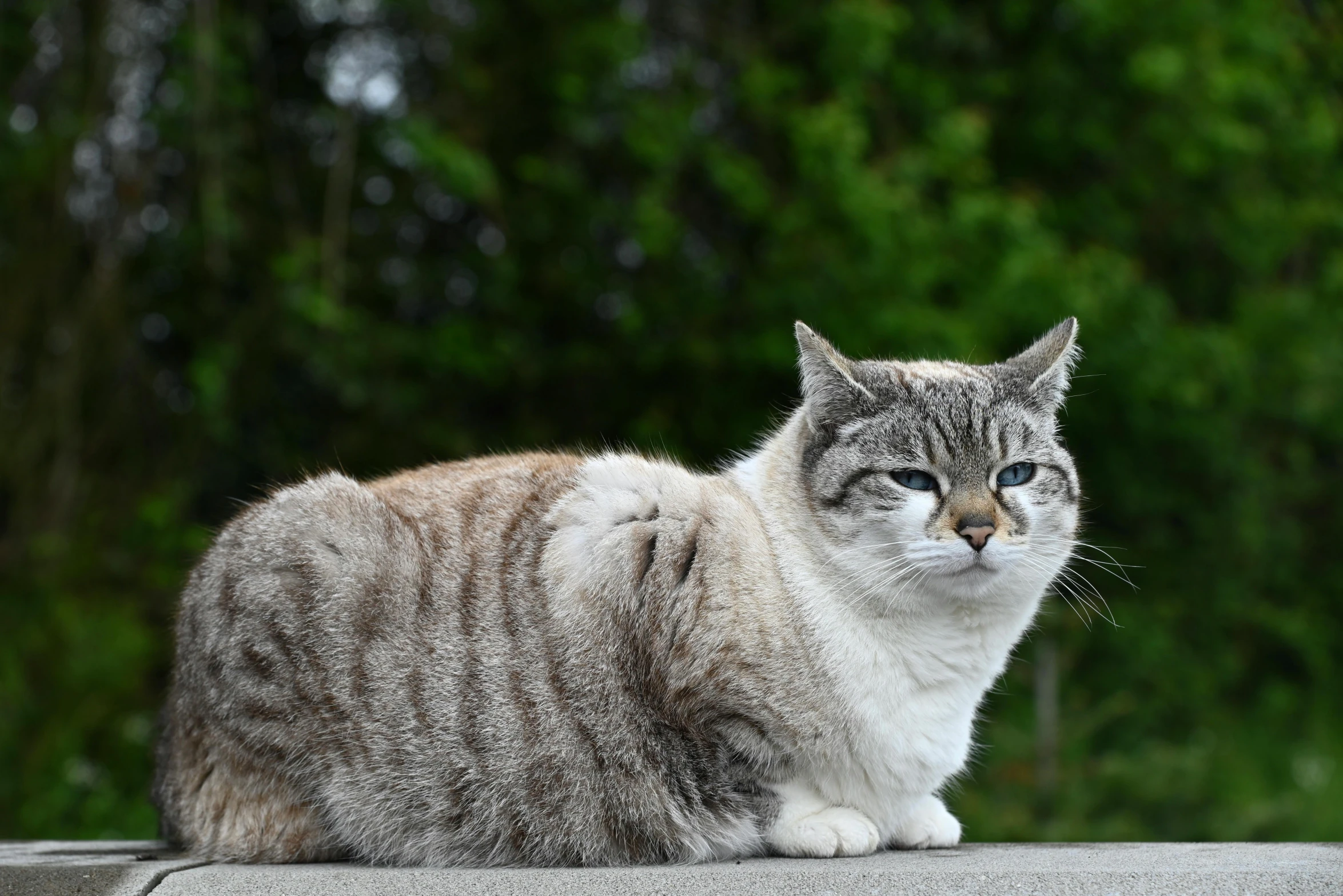 a grey and white cat sitting on concrete