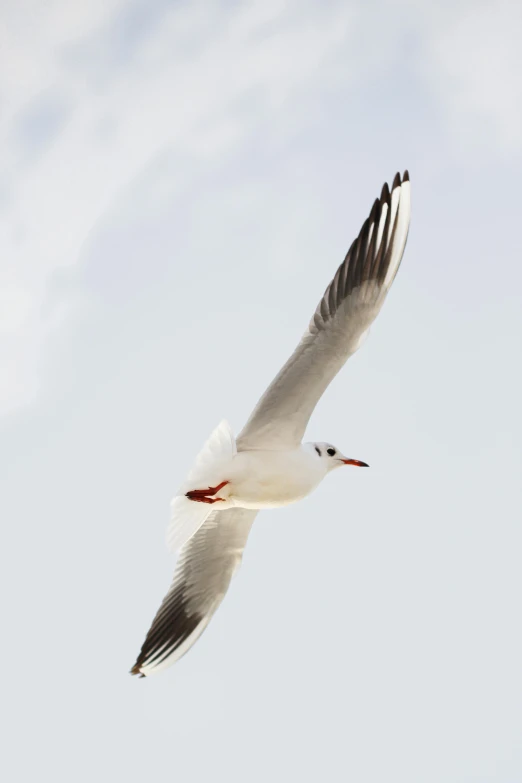 the flying bird is displaying its colorful, distinctive plumage