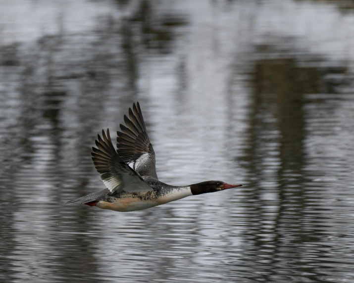 a bird that is flying over the water