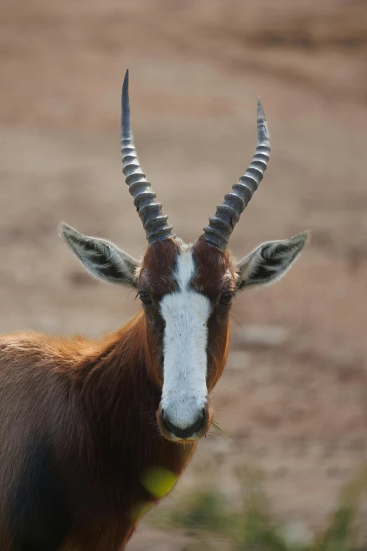 an animal with long horns standing near grass