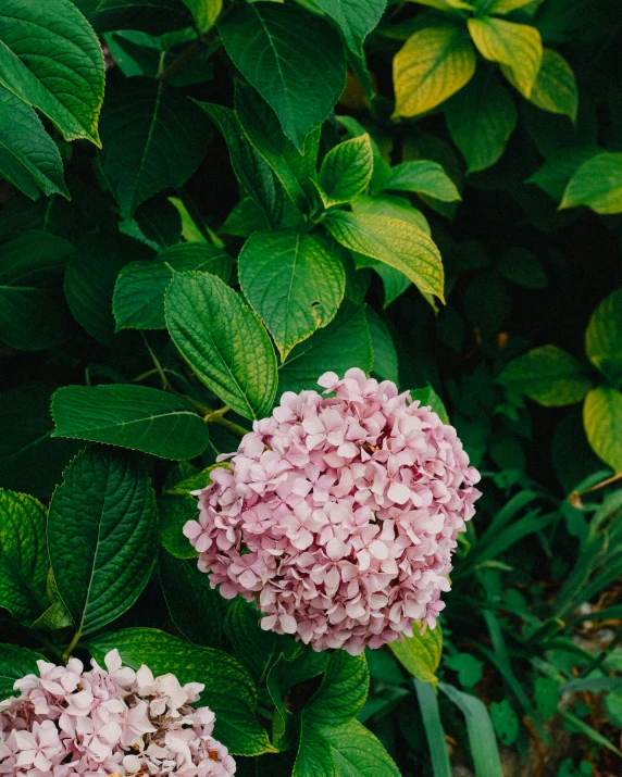 pink flowers with green leaves surrounding them