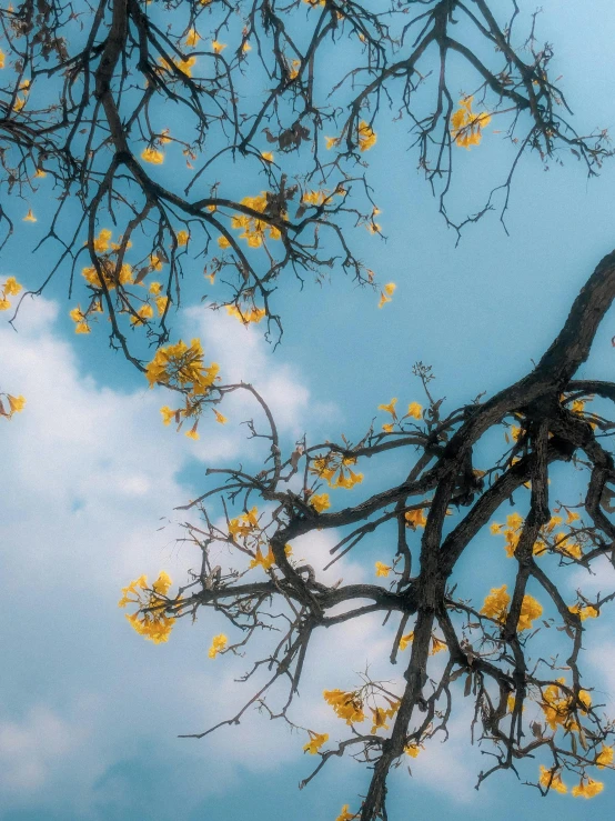 a large tree with yellow flowers growing on it