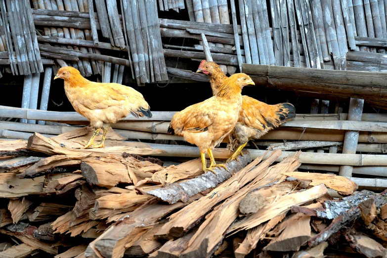 a bunch of chickens are walking by each other