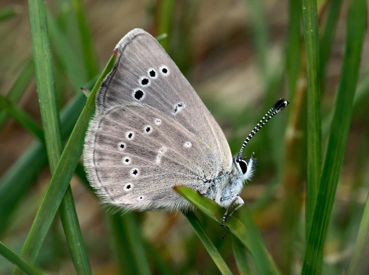 a very big pretty blue erfly sitting on some grass