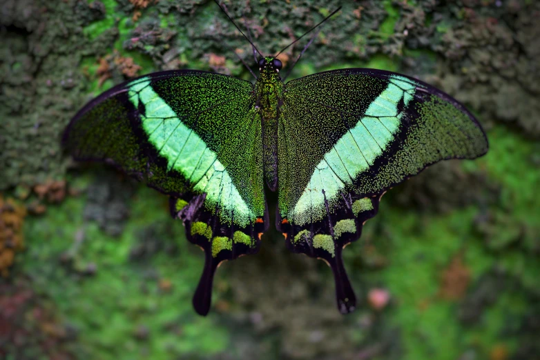 a green erfly is shown sitting on some grass