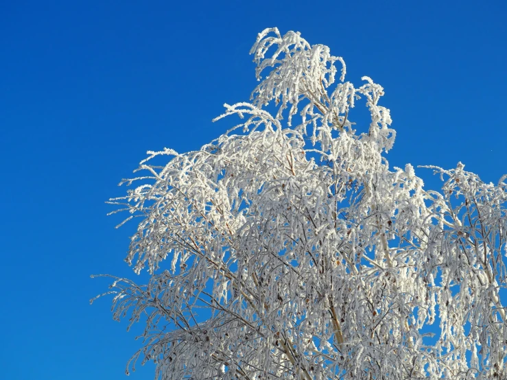 snow covered nches against the blue sky