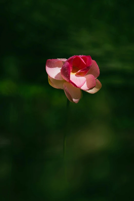 an open flower sitting in a vase on a stalk