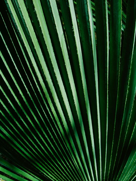 a palm tree's green leaves are visible from behind