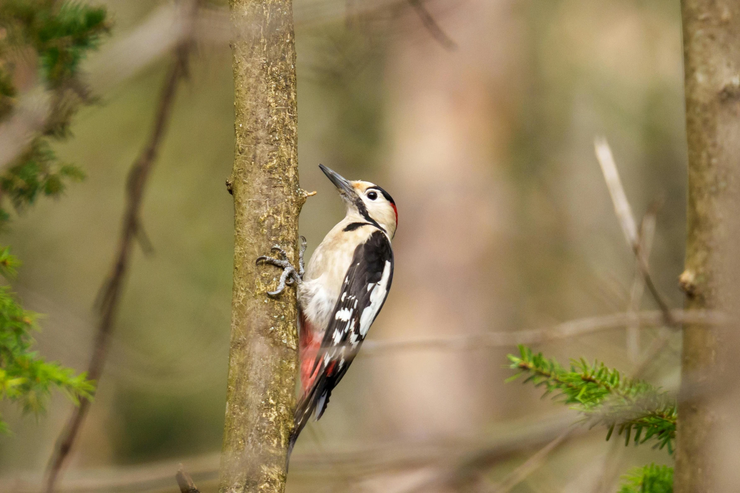 a red and white bird sitting on top of a tree