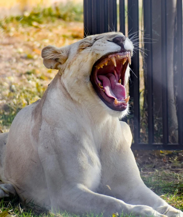 a white lion is yawning with its mouth wide open