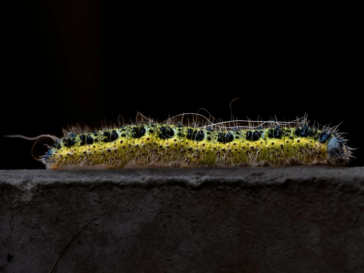 a long yellow and green caterpillar sitting on top of cement