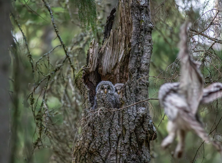 an owl is standing behind a tree in the forest