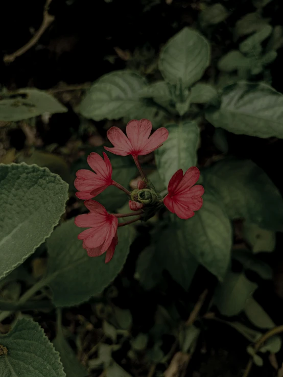 a very cute red flower by some bushes